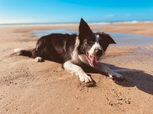 Photo de galerie - Garde chien