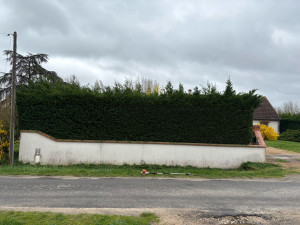 Photo de galerie - Taille de haie 