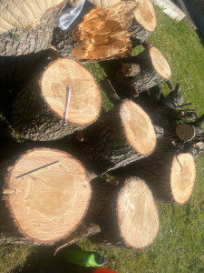 Photo de galerie - Elagage et coupe d'arbres