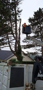 Photo de galerie - Elagage et coupe d'arbres