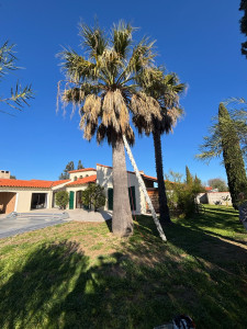 Photo de galerie - Élagage d’un palmier