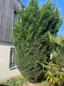 Photo de galerie - Taille de haies et d'arbustes