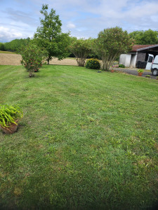 Photo de galerie - Tonte de pelouse - Débroussaillage