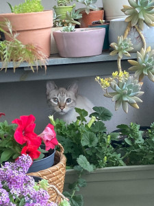 Photo de galerie - Garde chez moi de Jolie adorable minette de un an