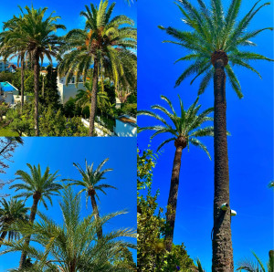 Photo de galerie - Élagage palmiers 