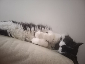 Photo de galerie - Je suis ancienne cavalière dans le domaine des courses de chevaux..  je suis apte à m occuper de chevaux à votre domaine ou écurie ou petite ferme ou pâture.  