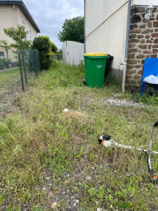 Photo de galerie - Tonte de pelouse - Débroussaillage