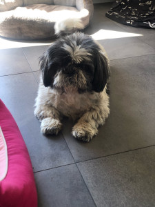 Photo de galerie - Garde chien