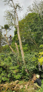 Photo de galerie - Démontage d'un robinier faux acacia 