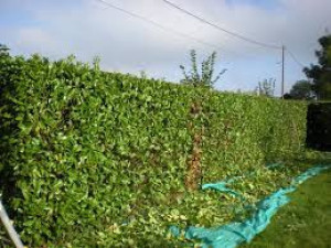 Photo de galerie - Taille de haies 