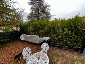 Photo de galerie - Abattage de 8m de thuya