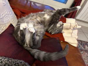 Photo de galerie - Garde animaux