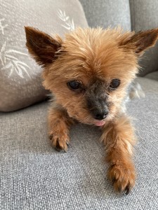 Photo de galerie - Garde chien
