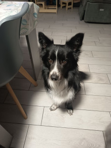 Photo de galerie - Très beau chien affectueux joueur et très obéissant 