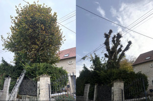 Photo de galerie - Étêtage d’un arbre qui s’éparpiller dans les fils électriques 