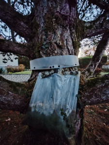 Photo de galerie - Pose chez un client d'un piège anti chenilles processionnaires.