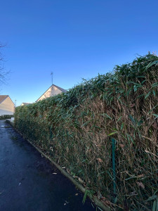 Photo de galerie - Taille d’une haie de bambou ( après ) 