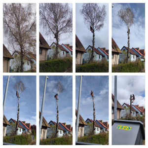 Photo de galerie - Elagage et coupe d'arbres