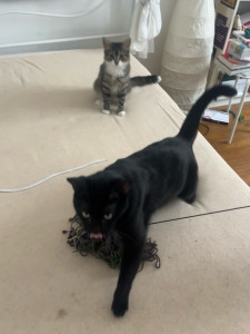 Photo de galerie - Garde chat
