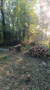 Photo de galerie - Elagage et coupe d'arbres