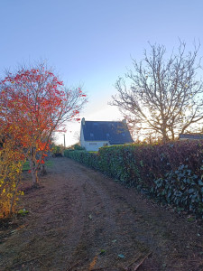 Photo de galerie - Taille de haies et d'arbustes