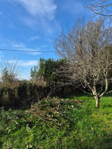 Photo de galerie - Taille de haies et d'arbustes