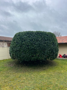 Photo de galerie - Taille Haie