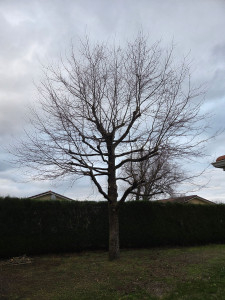 Photo de galerie - Aprés la taille raisonnée d éclaircie et de remise en forme suite à un massacre par étêtage.