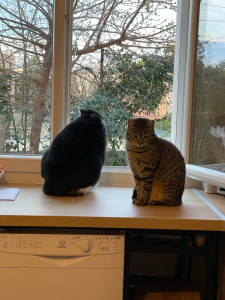 Photo de galerie - Deux de mes chats 