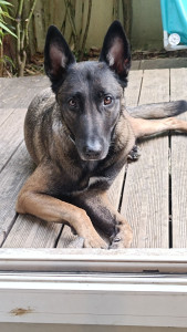 Photo de galerie - Malinois de 4ans 
