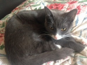 Photo de galerie - donne contre bons soins chat d un an de couleur grise me contacter sur allo voisin
