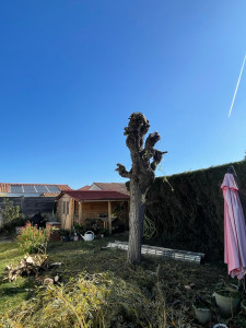 Photo de galerie - Élagage d’un saule en tête de chat 