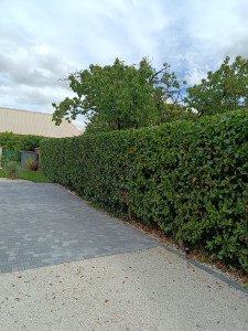Photo de galerie - Rabattage et taille de haie 