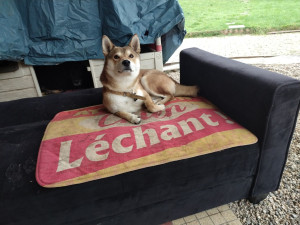 Photo de galerie - Petite pose sur le canapé à chien 