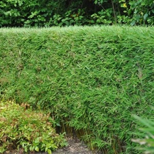 Photo de galerie - Taille de haies et d'arbustes