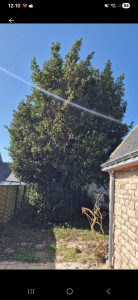 Photo de galerie - Avant diminution en hauteur du laurier 