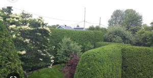 Photo de galerie - Taille professionnelle réalisée pour offrir un rendu net, élégant et durable.
Notre intervention a permis de redonner à la haie une ligne parfaitement régulière, avec une coupe précise favorisant densité et vitalité.