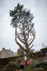 Photo de galerie - Abattage délicat