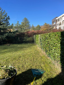 Photo de galerie - Taille haie de laurier.