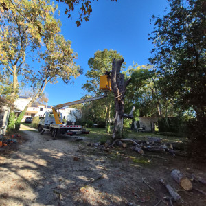 Photo de galerie - Fin d'un Élagage de 16m