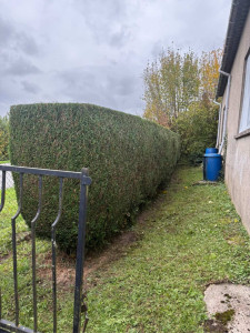 Photo de galerie - Taille de thuyas 