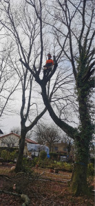 Photo de galerie - élagage 