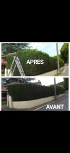 Photo de galerie - Taille d’une haie de thuya