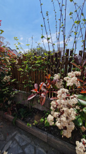Photo de galerie - Haie diversifiée et clôture bois désorganisée pour cette allée biarrote