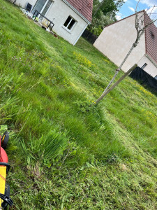 Photo de galerie - Tonte de pelouse 