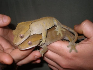 Photo de galerie - Mes petits geckos à crêtes ( Correlophus ciliatus)