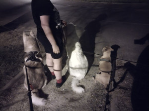 Photo de galerie - Promenade nocturne...
une hysky, un bébé partout et notre Nounou... on s´assoie avant de traverser.
ils sont choupi