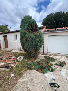 Photo de galerie - Coupe d’arbres 