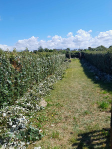 Photo de galerie - Taille de haie