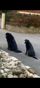 Photo de galerie - Garde chien